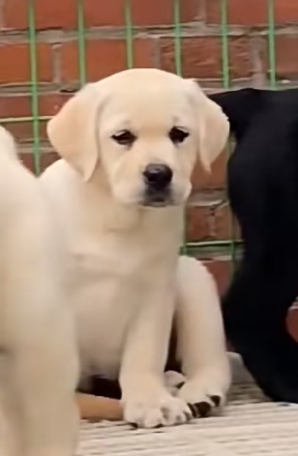 导盲犬，忠诚，听话